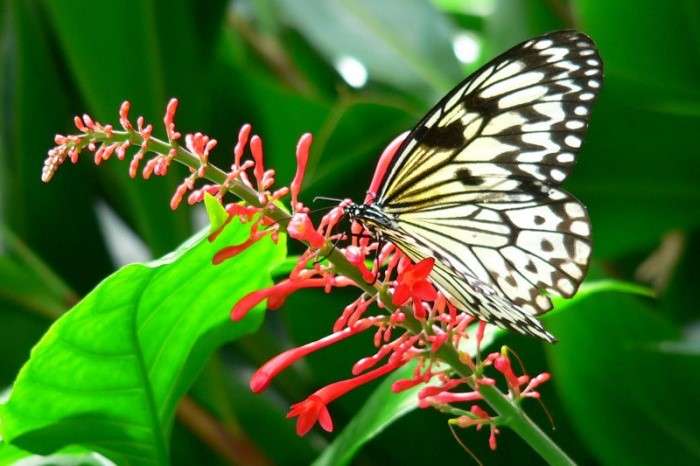 papillons au domaine des camelias