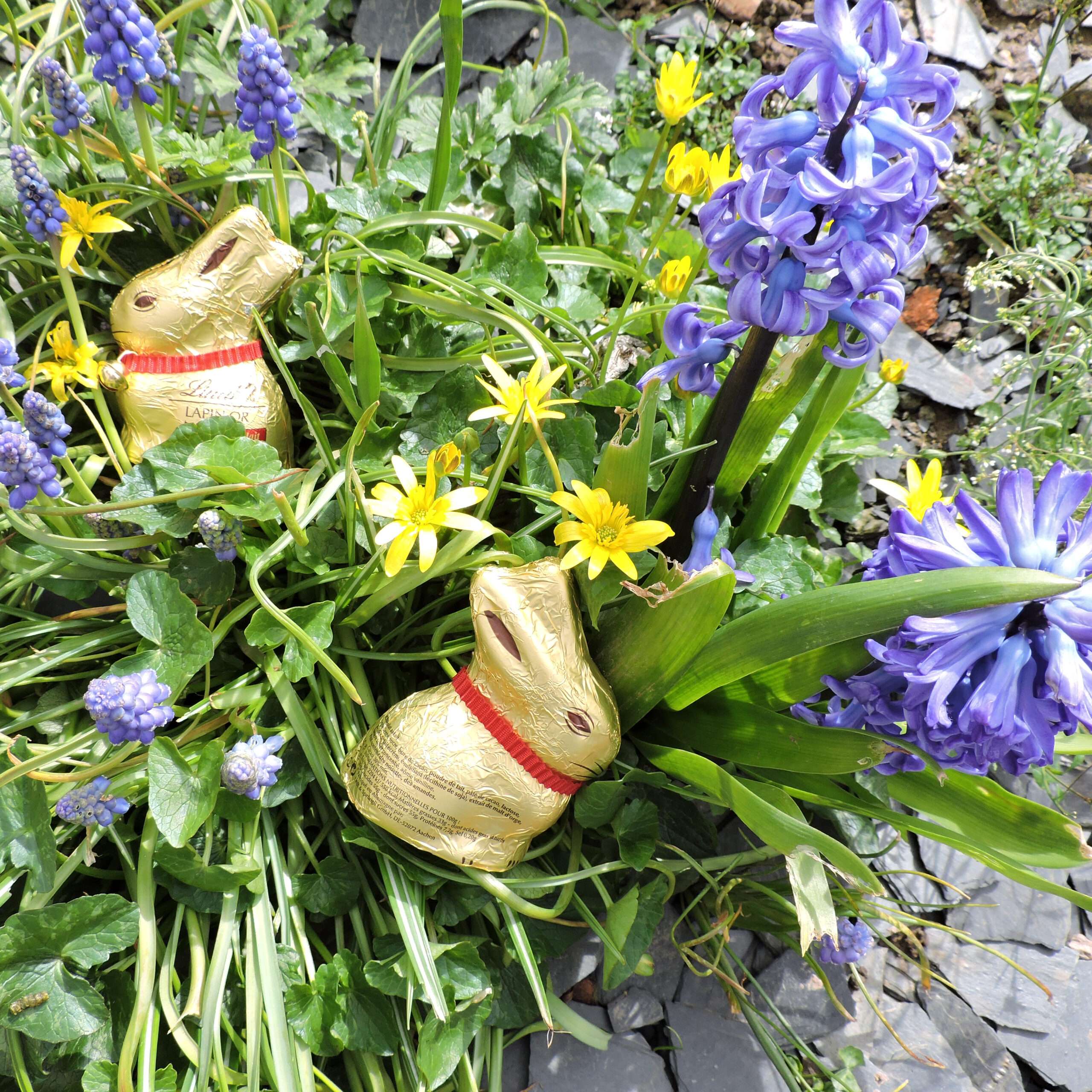 lapins de paques au domaine des camelias