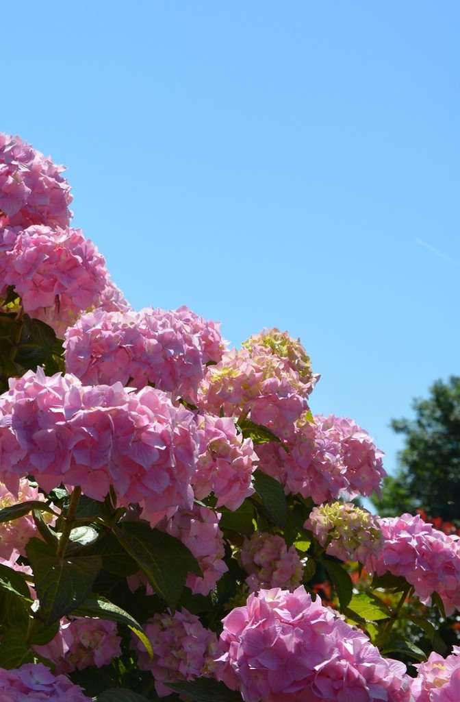 Hortensia blog - Au Domaine des Camélias